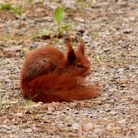 Braun wie ein Eichhörnchen