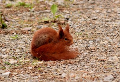 Braun wie ein Eichhörnchen